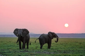 Слоны зовут друг друга по именам: открытие учёных о языке гигантов