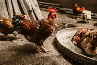 Первый летальный случай заражения человека птичьим гриппом H5N2 в Мексике