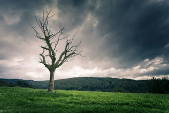 Погибшее дерево во дворе или лесу: почему его стоит оставить и когда убрать