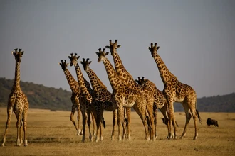 Почему шеи жирафов длинные? Новая версия учёных