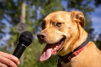 Расшифровка собачьего лая: как технологии учатся понимать животных