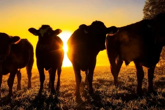 Новый случай птичьего гриппа в США: симптомы у человека изменились