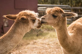 Птичий грипп H5N1 обнаружен у альпак: новая угроза для млекопитающих