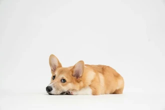 Кастрация собак: новое исследование о лучшем возрасте для разных пород