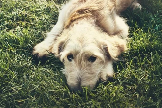 Тайны Джеймстауна: зачем первые колонисты Америки ели индейских собак