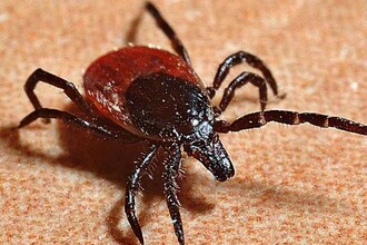 Смертельная лихорадка от клещей: найдено антитело, которое спасает за одну инъекцию