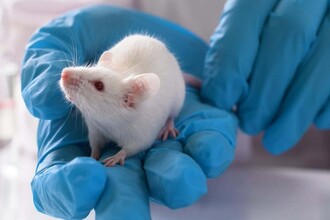 Прорыв в лечении диабета: генная терапия побеждает синдром Вольфрама