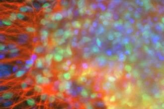 Как клетки выбирают судьбу: FoxA2 и тайны стволовых превращений