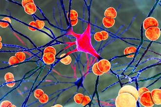 Как бактерии обманывают иммунитет мозга: открыт механизм развития менингита