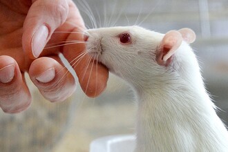 Спящий ген: как учёные заставили мышей вырастить новые зубы