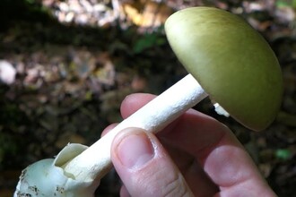 Ученые нашли противоядие от яда бледной поганки: спасение в старом красителе