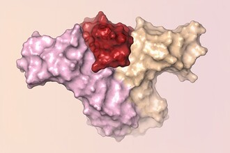 Neo-2/15: новый безопасный белок для иммунотерапии рака