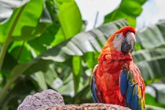 Ара в каньоне Чако: зачем индейцы пуэбло держали тропических попугаев