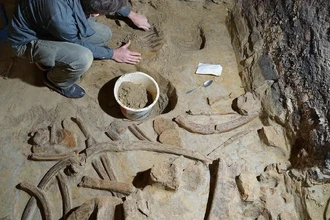 Три скелета мамонта найдены в вином погребе Австрии: уникальная находка