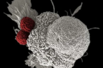 Онколитические вирусы: как патогены учат иммунитет бороться с раком