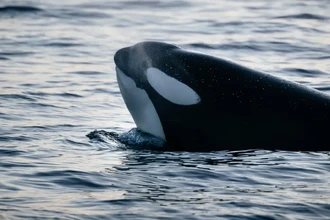 Новозеландец прыгнул на косатку и получил крупный штраф от властей