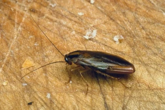 Немецкий таракан: как он обманул всех и захватил мир