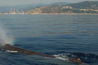 Как спасти средиземноморских кашалотов? Угрозы для гигантов и путь одного кита