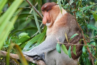 Ученые выяснили, зачем носачам на Борнео такие огромные носы