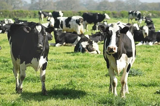 Терапия с коровами: почему женщины нравятся им больше для снятия стресса