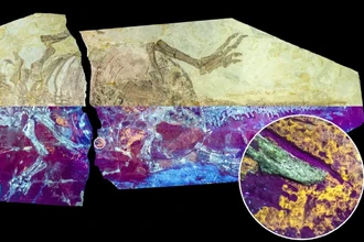 Уникальная находка: окаменелая кожа пситтакозавра с перьями и чешуёй