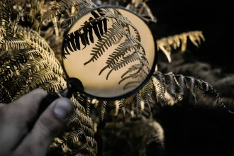 Как дерево и запах выдают преступника: неочевидные методы криминалистики