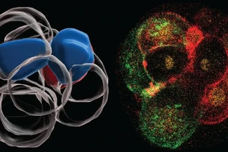 Тайна первого деления: как асимметрия эмбриона определяет развитие человека