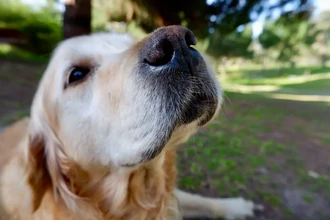Собаки копируют хозяев: удивительный эксперимент с подражанием по видеозвонку