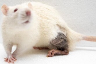 Защита пересаженных органов: как рак подсказал новый метод