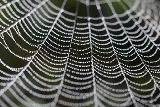 Живая нить из клеток: как биопряжа заживляет раны