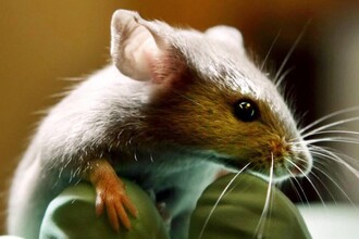 Гибридная вакцина: объединение мРНК и белковых технологий против вирусов