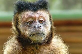 Новый подход к лечению Альцгеймера: заставить иммунитет атаковать бляшки