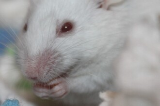 Универсальная вакцина от гриппа: одна прививка против всех штаммов