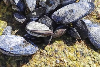 Суперклей из моря и лаборатории: как соединили белки мидий и паутину