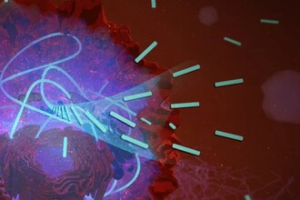 Новый подход в онкологии: как лишить раковые клетки энергии