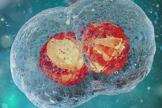 Белок Xbp1: как клетка ставит жизнь на паузу и что это даёт науке