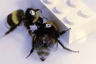 Умные шмели: как крошечный мозг решает командные задачи