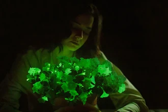 Ученые создали светящуюся петунию: живой ночник из обычного растения