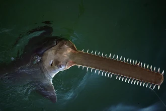 Загадка Флориды: почему рыбы кружатся и выбрасываются на берег?