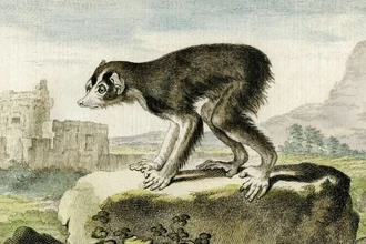 Дарвин не первый: кто предсказал эволюцию на век раньше?