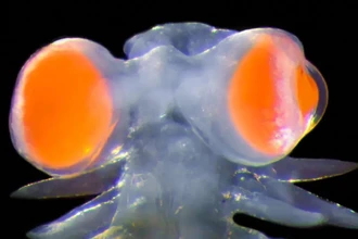 У червя из глубин Средиземного моря глаза весят больше, чем его голова