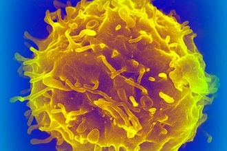 Ученые нашли способ омолодить стареющую иммунную систему: как это работает