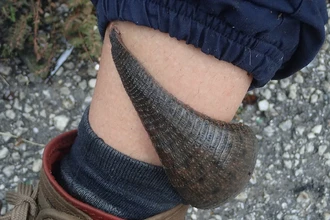 Гигантская пиявка из Амазонки: как выглядит и чем опасен самый большой вид