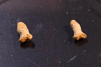 Трагедия неандертальского ребенка: кости в желудке гигантской птицы