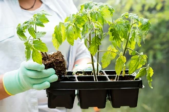 Весенняя подготовка грядок: секреты раннего урожая для вашей рассады