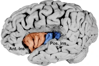 Как мозг взвешивает риск и награду: открытие нейробиологов
