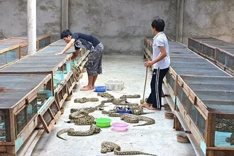 Мясо питона вместо говядины: почему змеи полезнее для экологии
