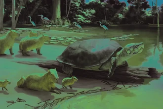 Гигантскую ископаемую черепаху назвали в честь персонажа Стивена Кинга