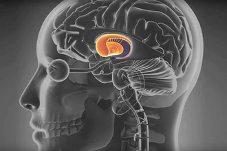 Как мозг предсказывает время награды и учится терпению: роль дофамина