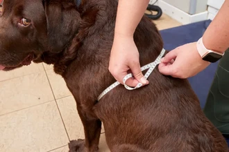 Почему лабрадоры всегда голодны? Виновата генная мутация, замедляющая метаболизм